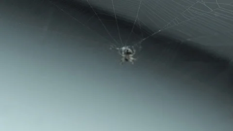 Spiders in the Ceiling Stock Footage 87190616