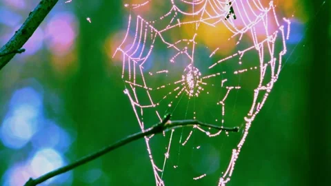 Spider's Cobweb in the Tree Branches Stock Footage 322022905