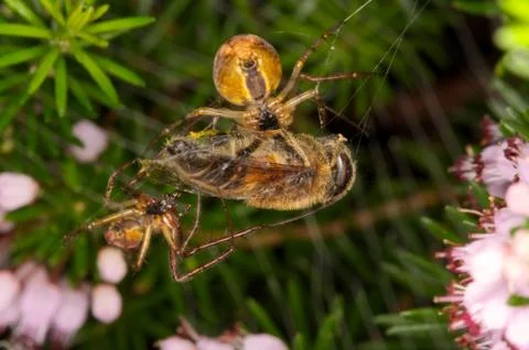 Spiders cocooning a captured bee Stock Photos