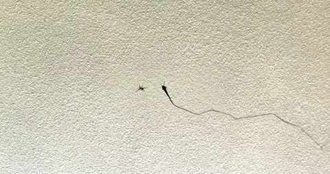 Spiders crawling out of ceiling cracks and dropping onto camera Stock Footage 97935345