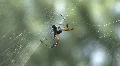 Spiders Eats A Fly It Trapped In It's Web HD Footage