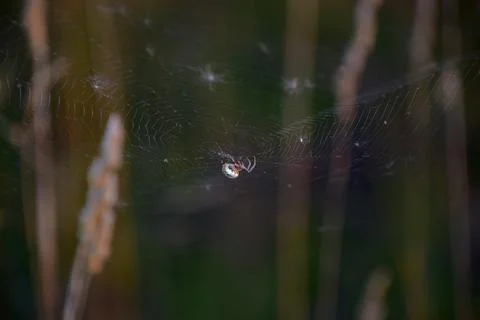Spider's evening worries on its web in the field Stock Photos