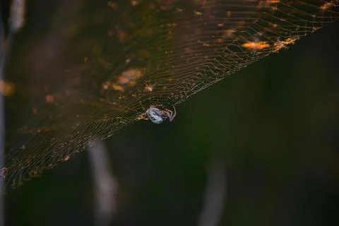 Spider's evening worries on its web in the field Stock Photos