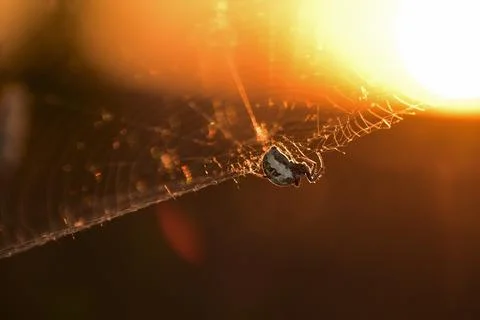 Spider's evening worries on its web in the field Stock Photos