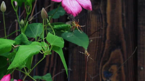 Spiders fight Stock Footage 41246020