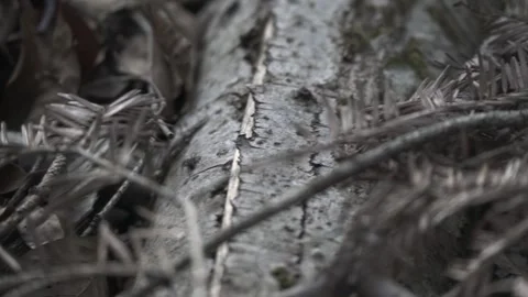 Spiders fighting on tree bark, macro wildlife scene Stock Footage 331039929