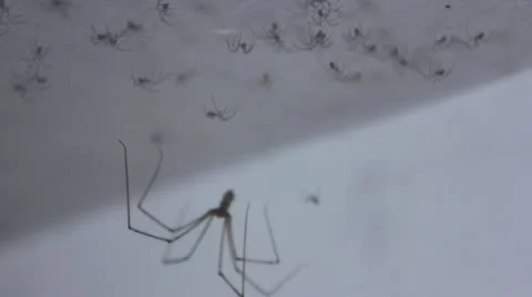 Spiders Stock Footage 11801070