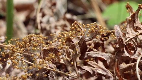 Spiders 스톡 동영상 258203390