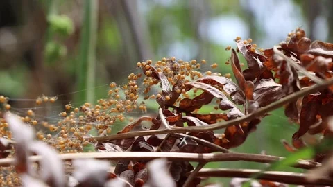 Spiders 스톡 동영상 258203393