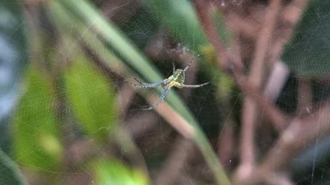 Spiders Stock Footage 289609885