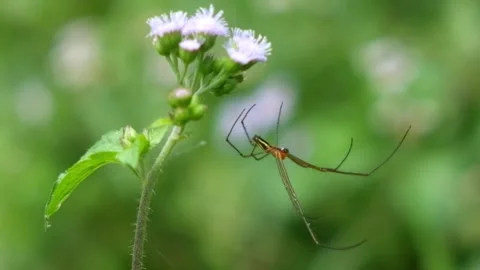 Spiders in the grass swayed in the wind Stock Footage 270779389