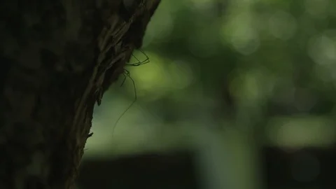 Spiders hanging on a tree Stockbeeldmateriaal 89343314