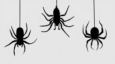 Spiders hanging on web on black background. Group black spiders in dark. Gloomy Stock Footage 161228489