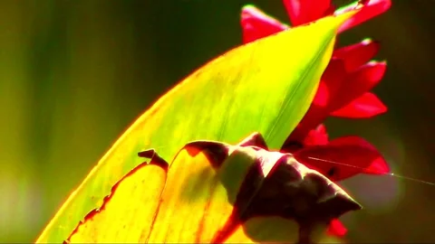 Spider's Home in Tropical Leaf Stock Footage 238765941