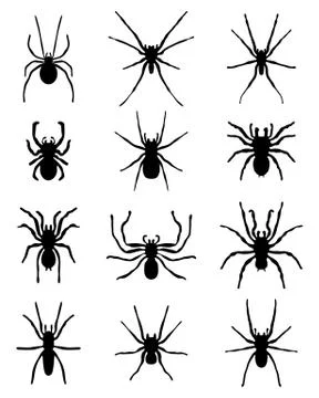 Spiders Stock Illustration