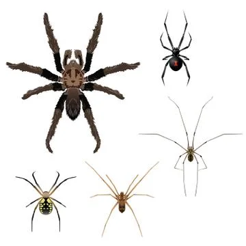 Spiders Stock Illustration