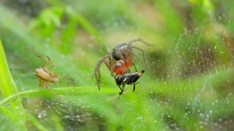 Spiders on a leaf Stock Footage 121250656