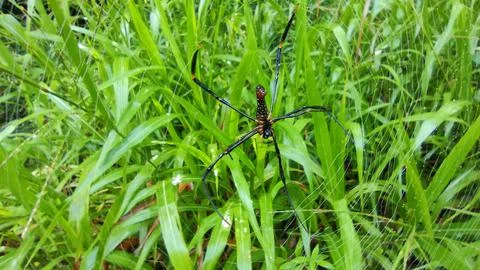 Spiders make traps 스톡 사진