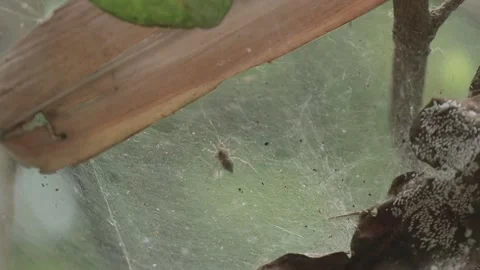 Spiders make webs to catch prey Stock Footage 160309277