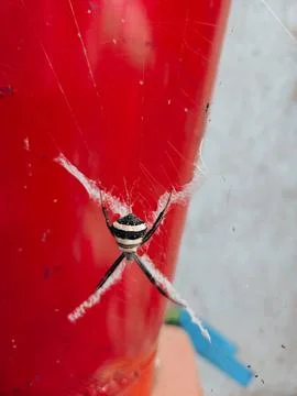 Spiders making a nest Stock Photos