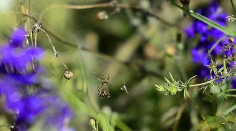 Spiders mating Stock Footage 11839345