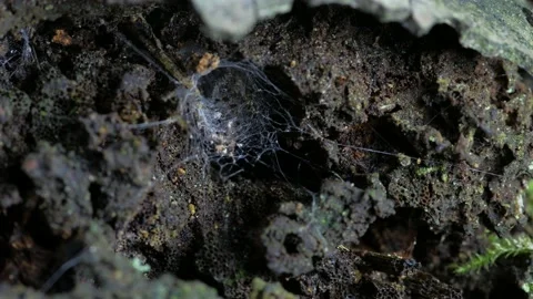 The spider's mink is webbed. Видео 153379725
