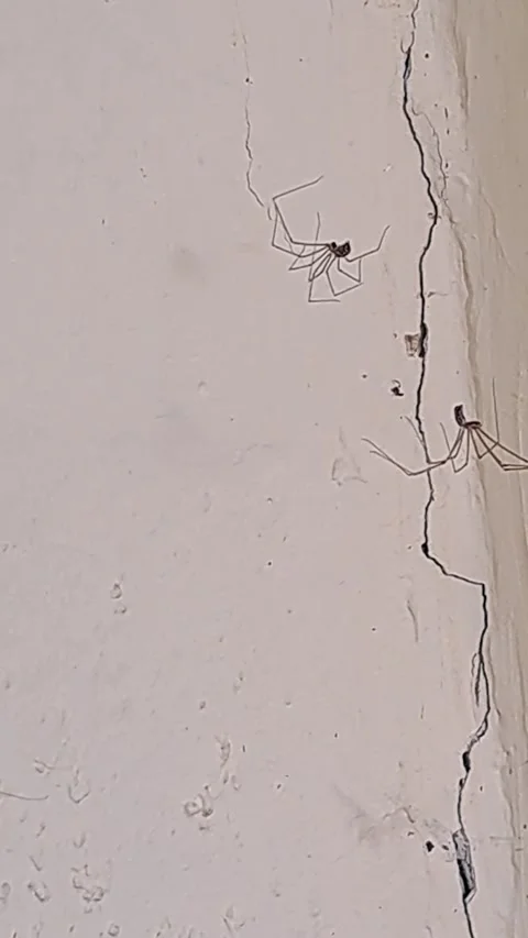 Spiders in Motion Short Video Video stock 261882000