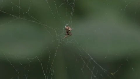 Spiders move in the web during the rainy season Stock Footage 241798563