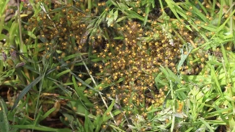 A spider's nest in the grass Stock Footage 224283964