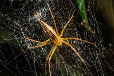 Spiders in the nest Stock Photos