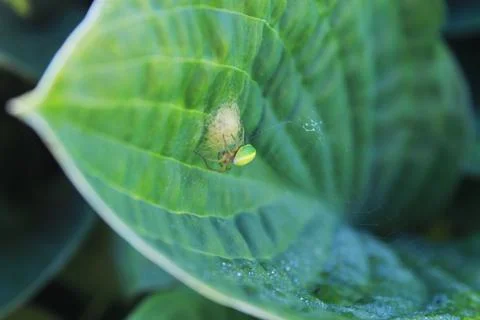 Spider´s nest. Foto stock