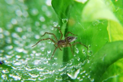 Spiders in the nest Stock Photos