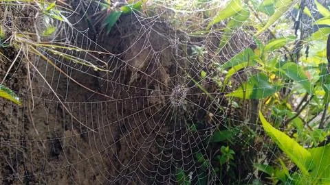 A spider's nest Stock Photos