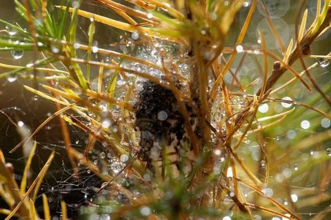 Spider's nest Stock Photos