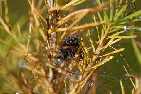 Spider's nest Stock Photos