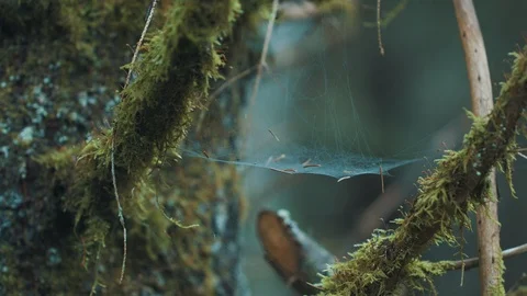 Spider's net laid in the forest Stock Footage 94959231
