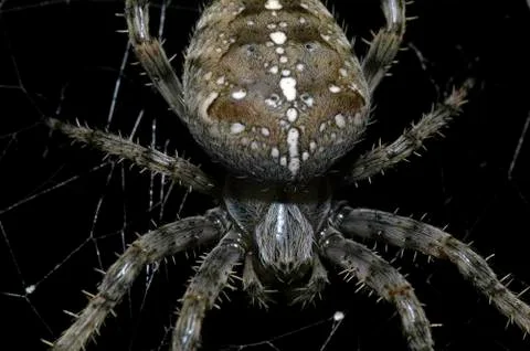 The Spiders of Oshkosh Stock Photos
