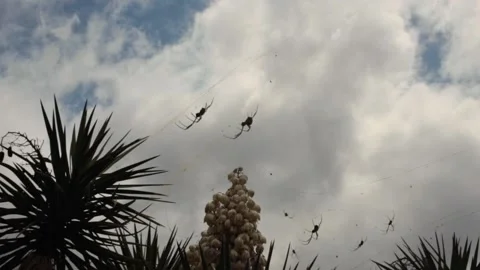 Spiders Overhead In Webs 스톡 동영상 191478714