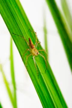 Spiders Stock Photos