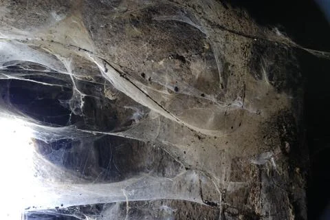 Spiders Stock Photos