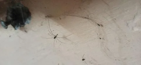 Spiders Stock Photos