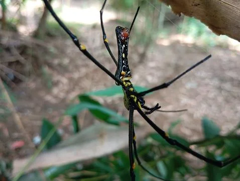 Spiders 库存照片