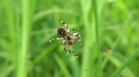 Spiders precisely not vegetarians Stock-Footage 8559960