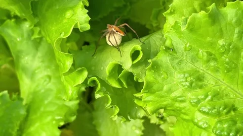 Spiders set traps in lettuce greens Stock-Footage 231283151