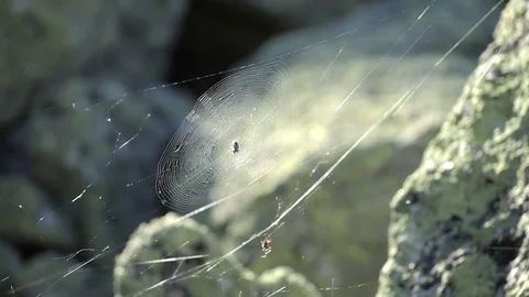 Spiders sit on a cobweb that sway in the wind stretched between the stones 스톡 동영상 78192230
