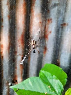 Spiders in their nests Stock Photos