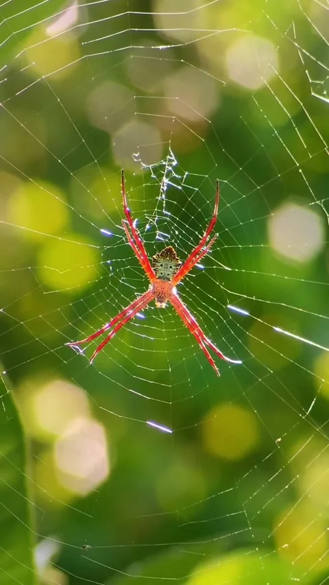 Spiders in their webs Stock-Footage 331858458