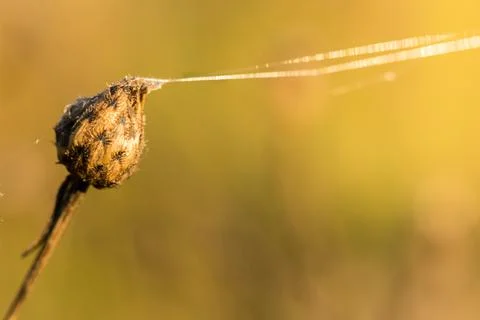 A spider's thread in the rays of the morning sun. Foto stock