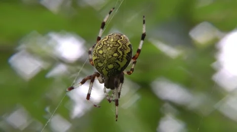 Spiders - very ancient beings Stock-Footage 8559919