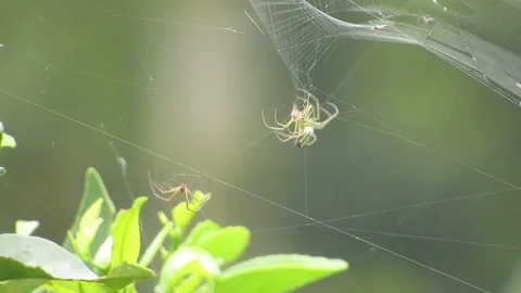 Spiders weaving insects Stock Footage 93440614